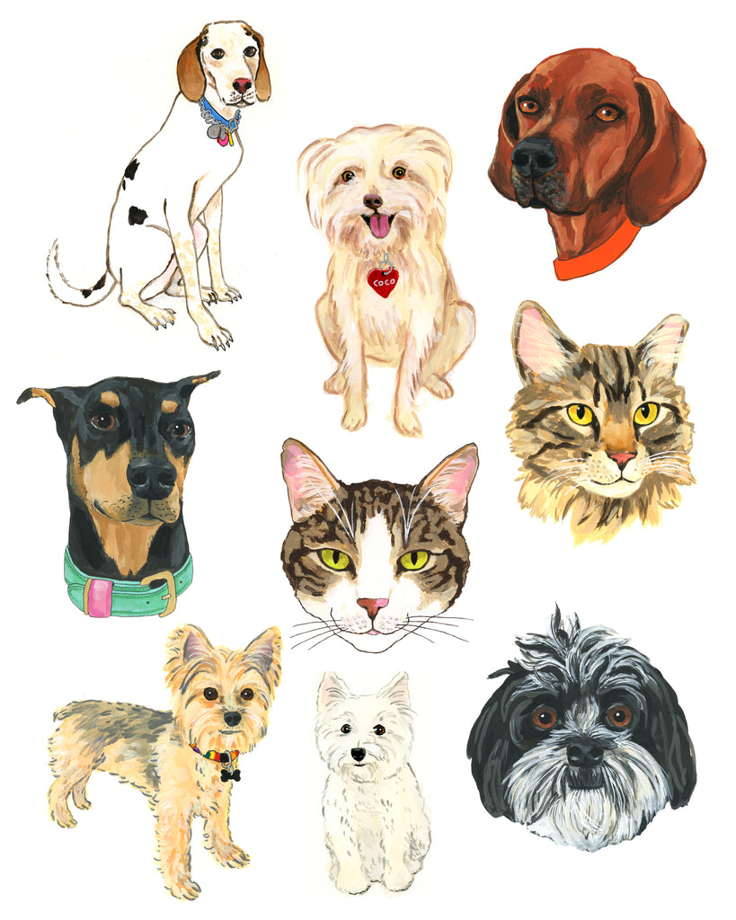 Pet portraits