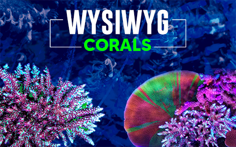 LIVE CORALS