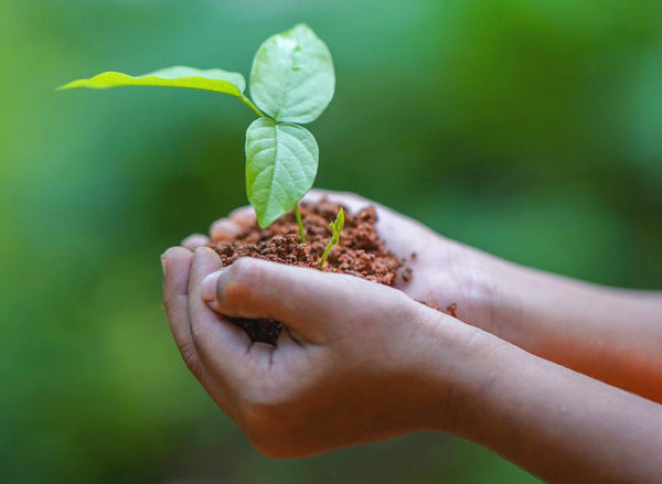 Hands holding soil with a tiny tree on a green background