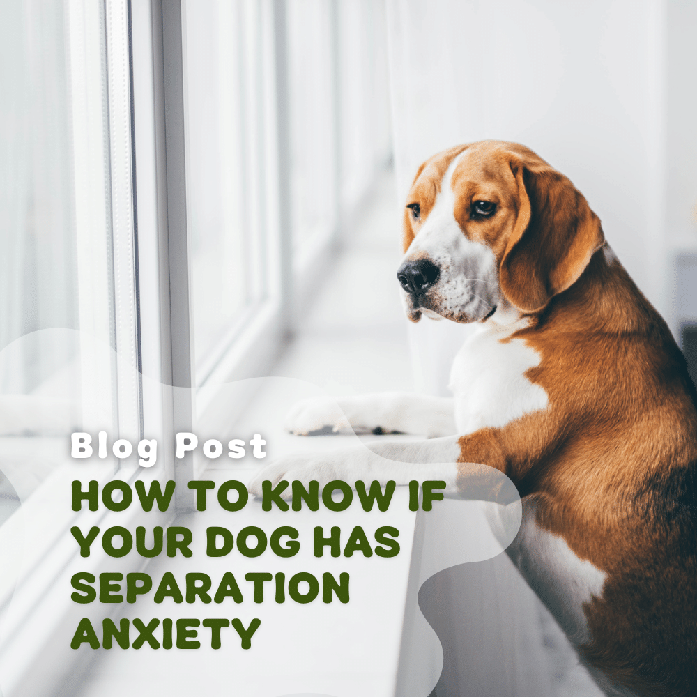 how do you know if your puppy has separation anxiety