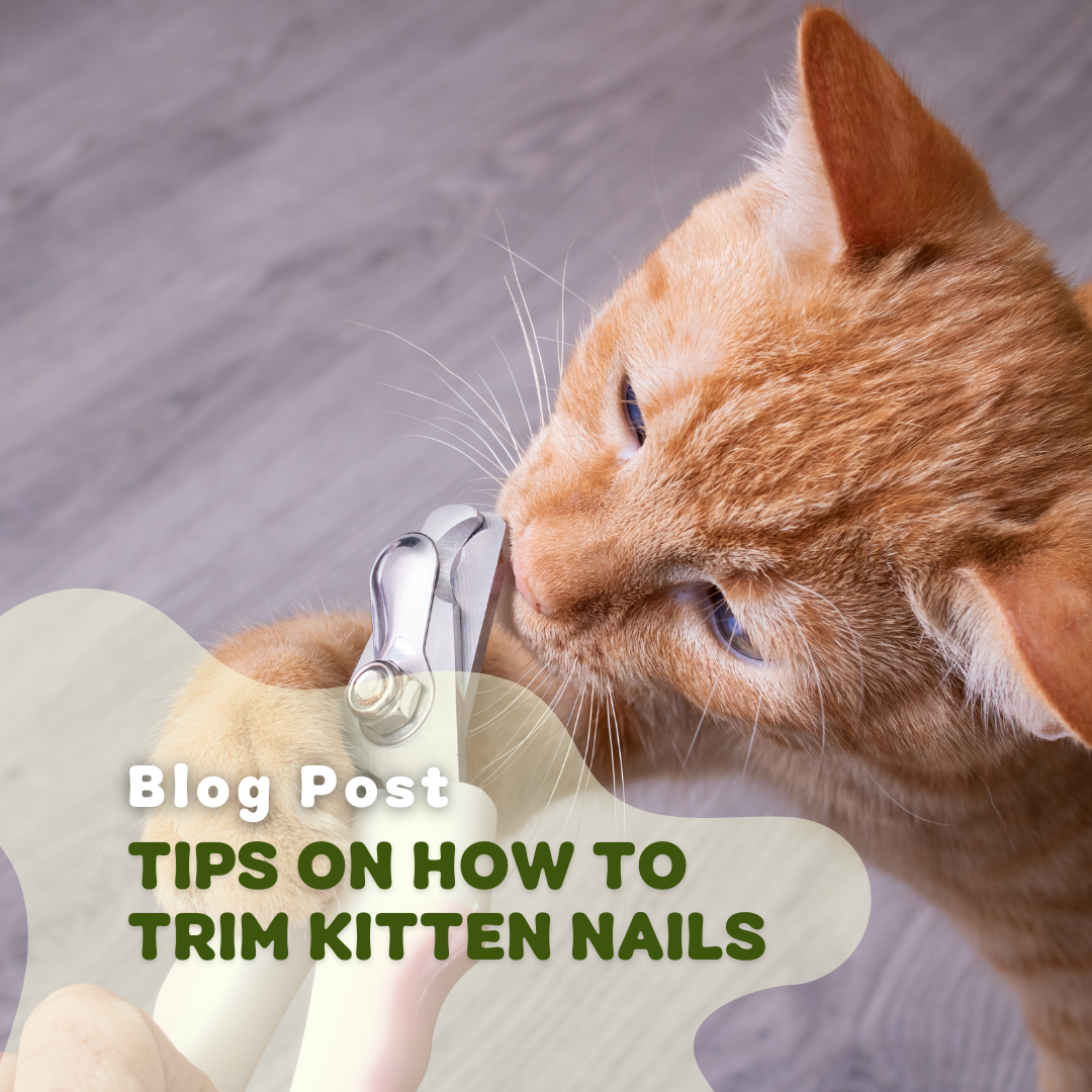 Clipping tiny kitten nails! | how to cut kitten nails on a 6-week old kitten  at home | Tabby kitten orange, Newborn kittens, Kitten care