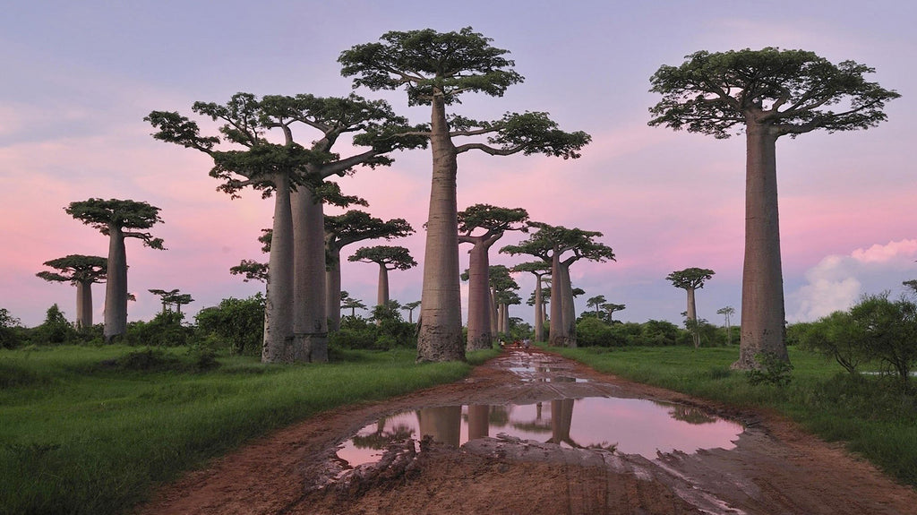 arbre-baobab-afrique