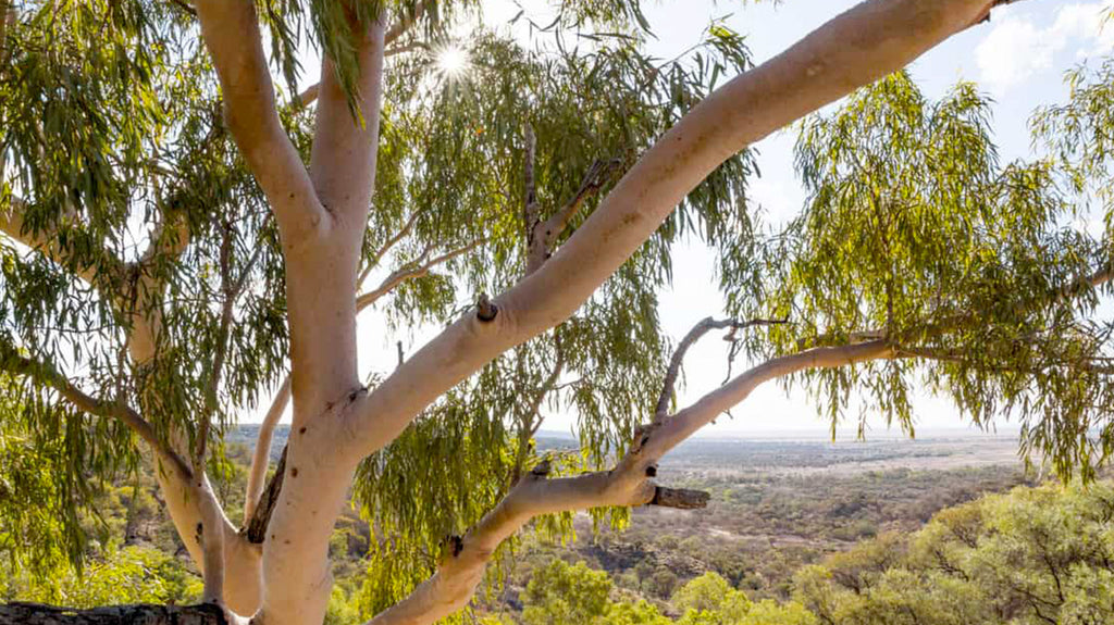 arbre-eucalyptus