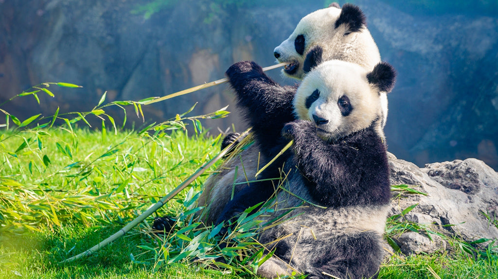 panda qui mangent du bambou