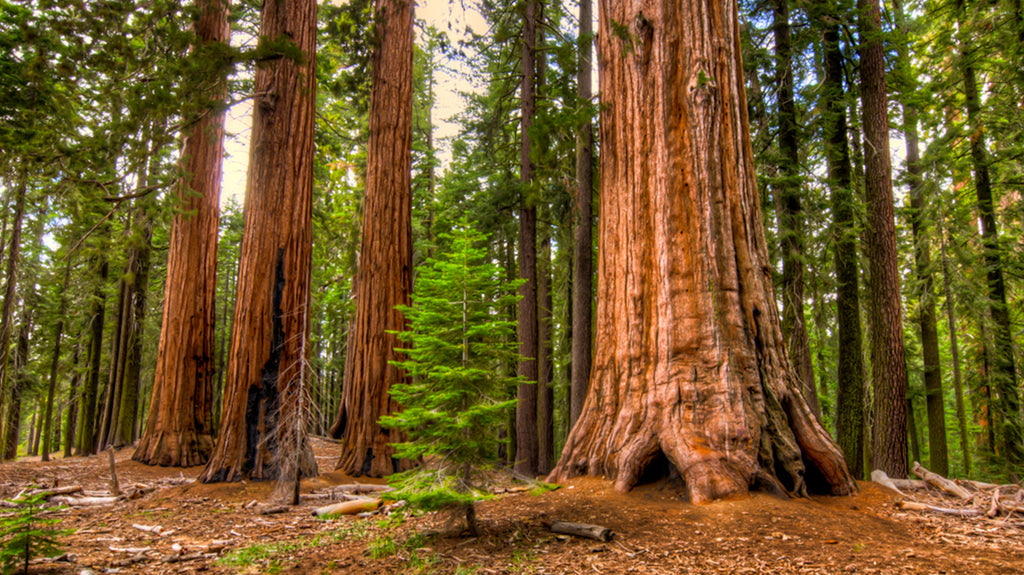 arre-sequoia-geant