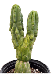 Dichotomous San Pedro Cactus