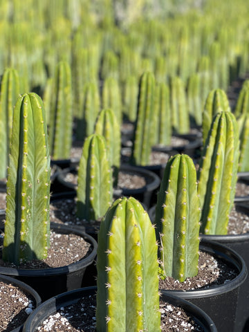 Rows of San Pedro Cactus
