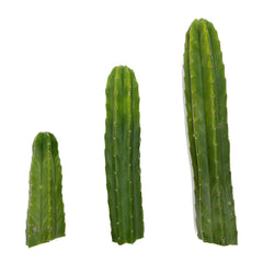 San Pedro Cactus Cuttings | Echinopsis (Trichocereus) pachanoi Cuttings