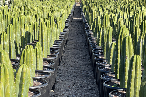 Rows of potted San Pedro Cacti