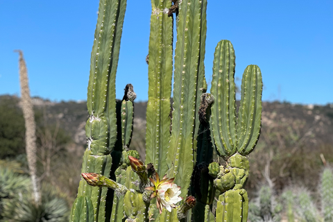 Blooming Wild San Pedro Cactus