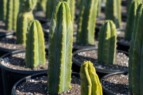 San Pedro Cactus Field - closeup