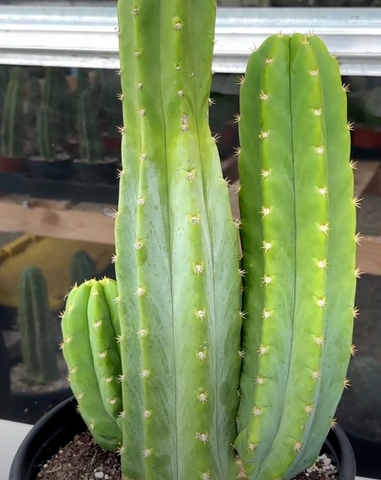 San Pedro Cactus Offsets
