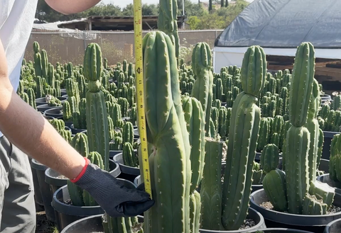 Identifying/Measuring healthy san pedro cactus to cut