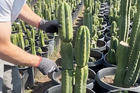 Taking a cutting of a san pedro cactus