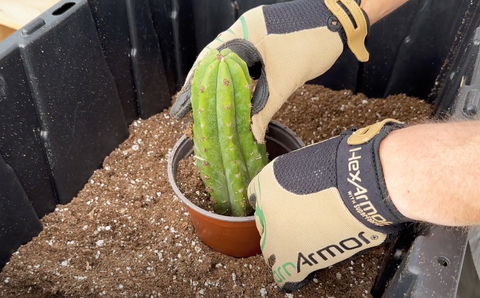 Planting a callused san pedro cactus cutting in well-draining soil