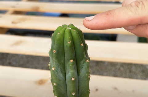 fresh, bright green growth at the tip of a cactus