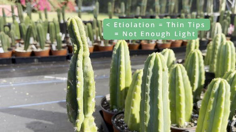 Etiolated/Skinny san pedro cactus