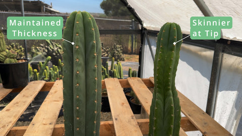 Regular cactus on left, Etiolated cactus on right