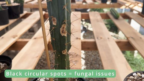 black spots on a san pedro indicating fungal issues