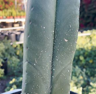 Scale pests on a san pedro cactus