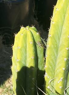 Sucker bug on a san pedro cactus