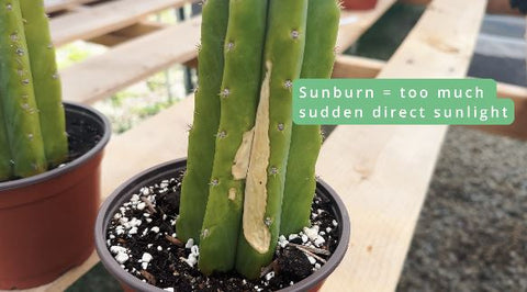 Sunburnt San Pedro Cactus