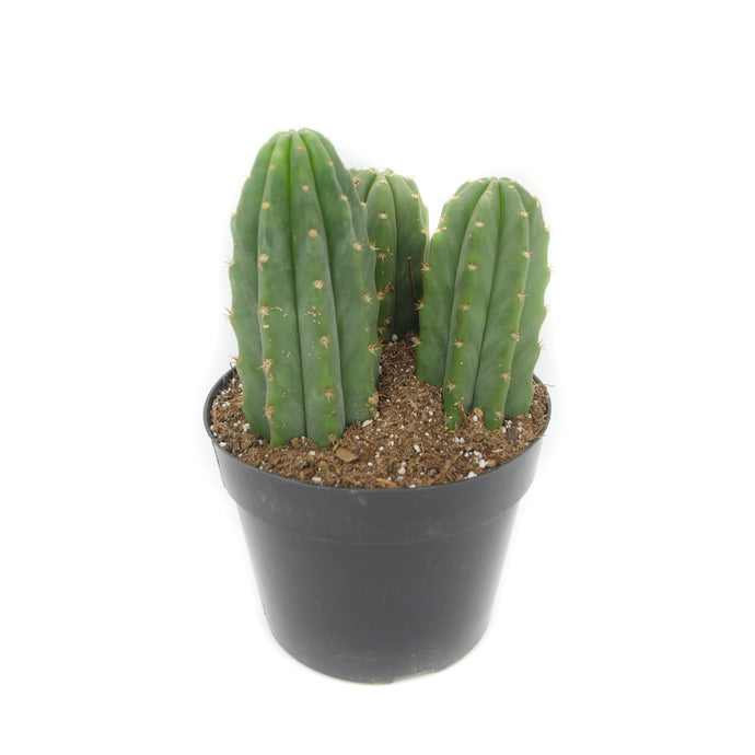 San Pedro Source | Buy San Pedro Cactus Online | Echinopsis pachanoi