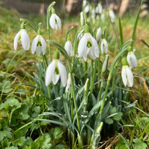 The snowdrops are blooming. My 12 of 12 in February 2024.