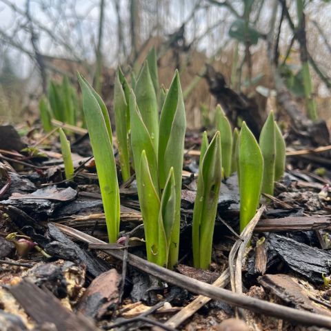 Die ersten Tulpenblätter sind zu sehen. Mein 12 von 12 im Februar 2024.