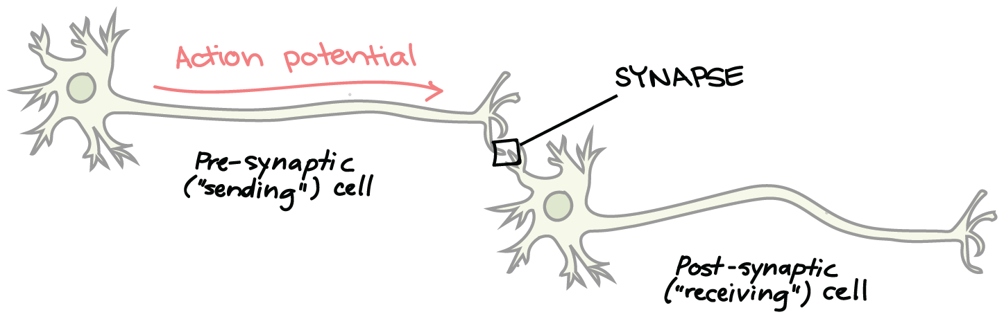 synapse