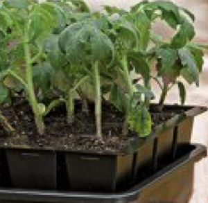 Seedlings in 2″ trays can become pot bound.