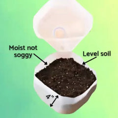 Winter-Sowing-in-Jugs-soil