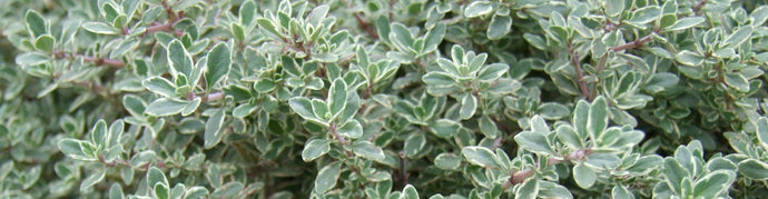 Thyme