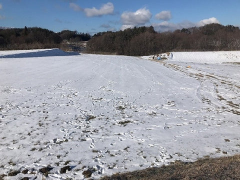  2月の畑の積雪状況