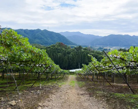 山形県にあるサントリーの契約農家「かみのやま」