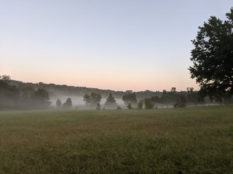 foggy field with green grass, creek, metal gates, barb wire fence,  trees just before sunrise. 