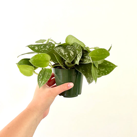 J-Line Pothos Plante En Pot Plastique Vert xH55 Jline 12530 by