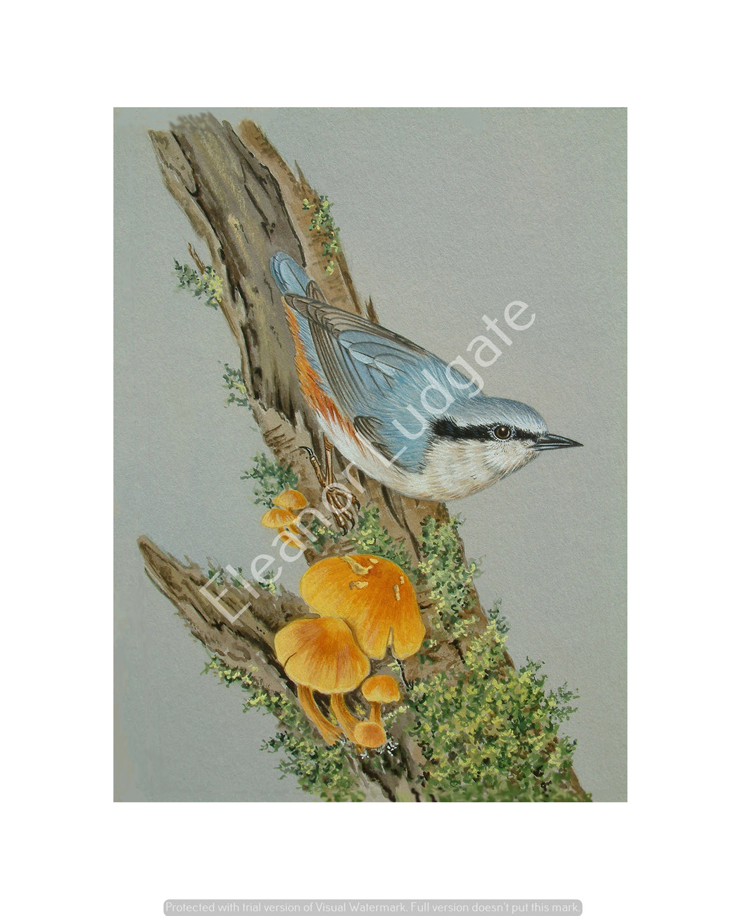 Nuthatch signed print