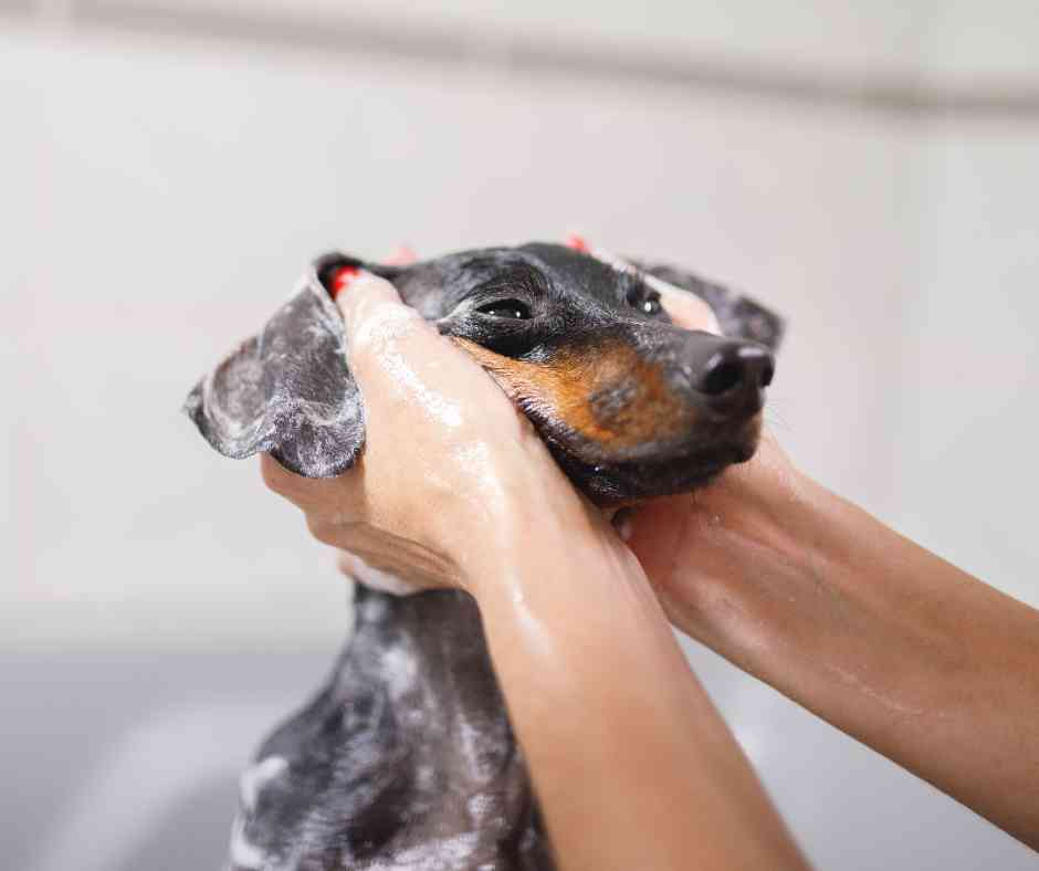 how do you wash a puppy