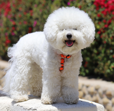 Bichon Frise