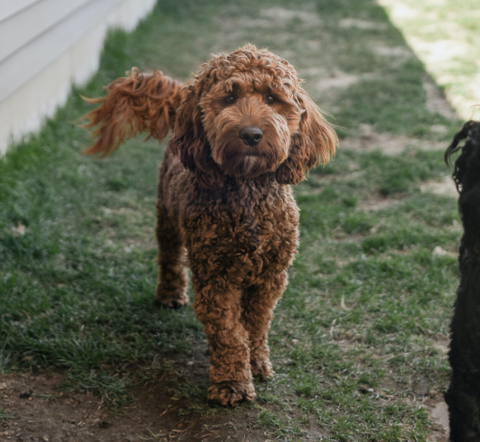 Cockapoo