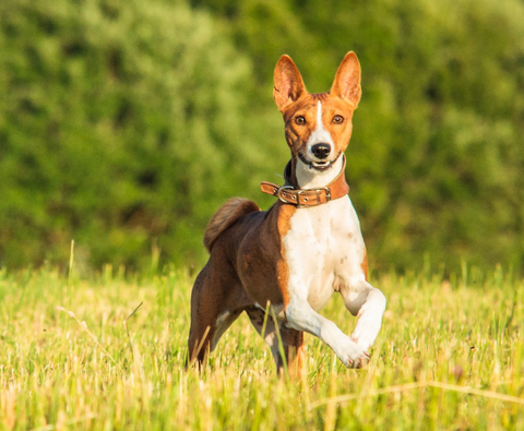 Basenji