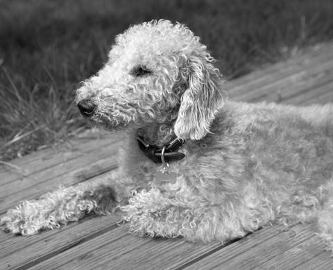 Bedlington Terrier