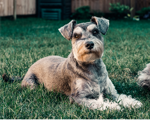 Miniature Schnauzer