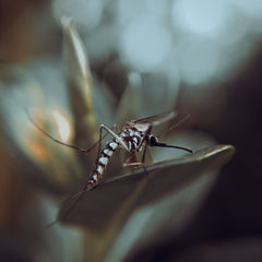 Natural Mosquito Protection: Against a Growing Risk in Germany
