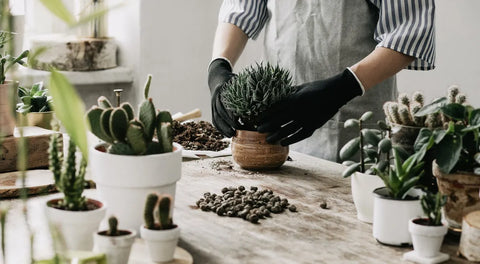 Repotted a plant with gloves on