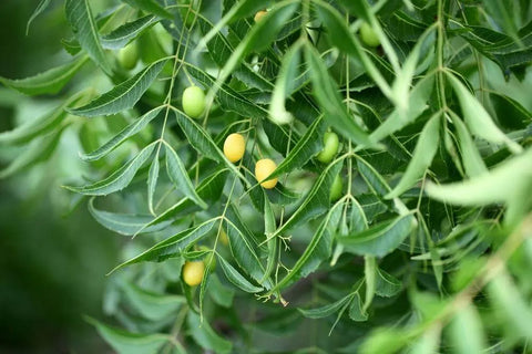 Neem oil seeds hanging from a neem tree 