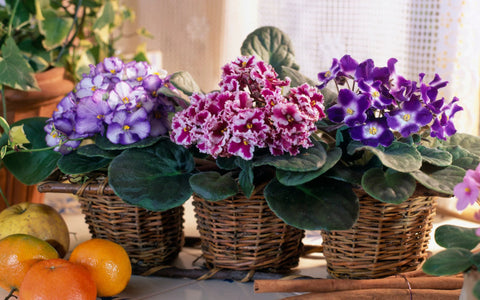 three African Violets sitting side by side on window sill