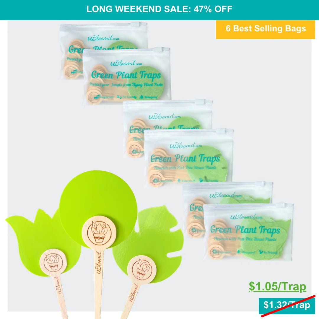 Image of Essential Sticky Traps 60 Pack