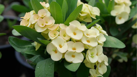 Crown of Thorns (Euphorbia milii) white flowers blooming